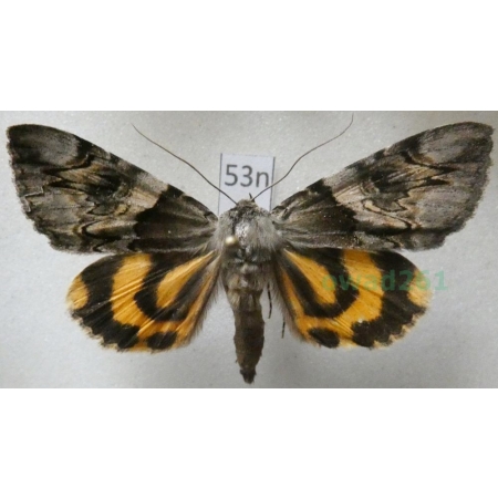 Catocala fulminea (Scopoli, 1763) Wstęgówka śliwica Poland53n
